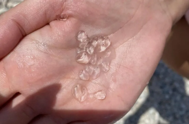 ¸plankton more