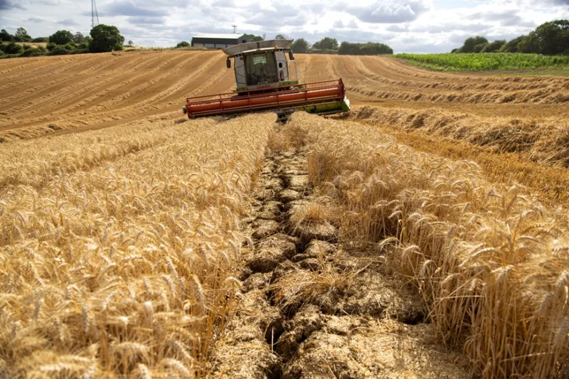 Wheat Harvest as UK Farms Bake