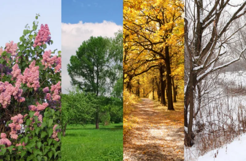 four seasons spring, summer, autumn, winter trees collage