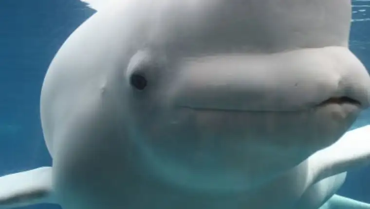 beluga kit 1