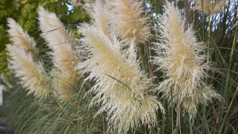 pampas1