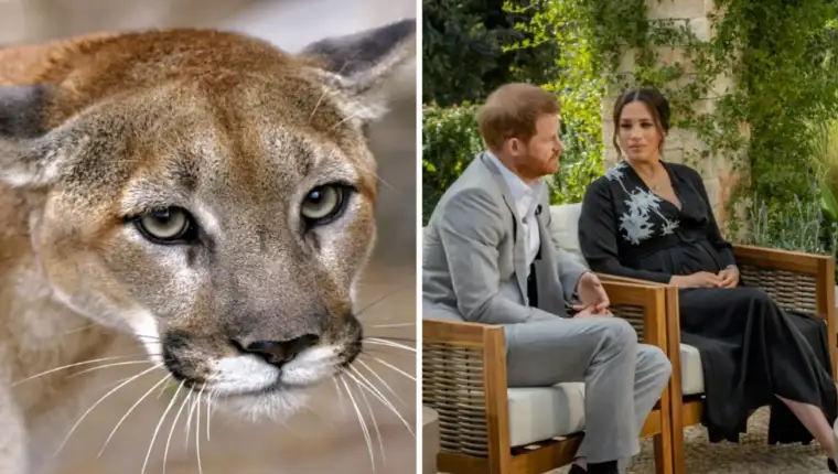 puma