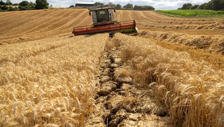 Wheat Harvest as UK Farms Bake
