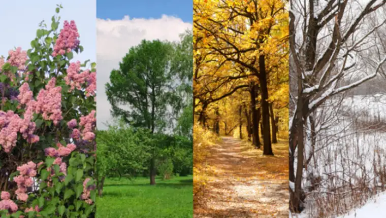 four seasons spring, summer, autumn, winter trees collage