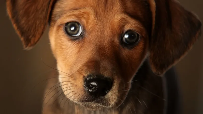 17DOGS-videoSixteenByNineJumbo1600