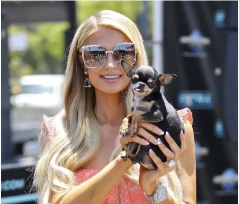 paris hilton