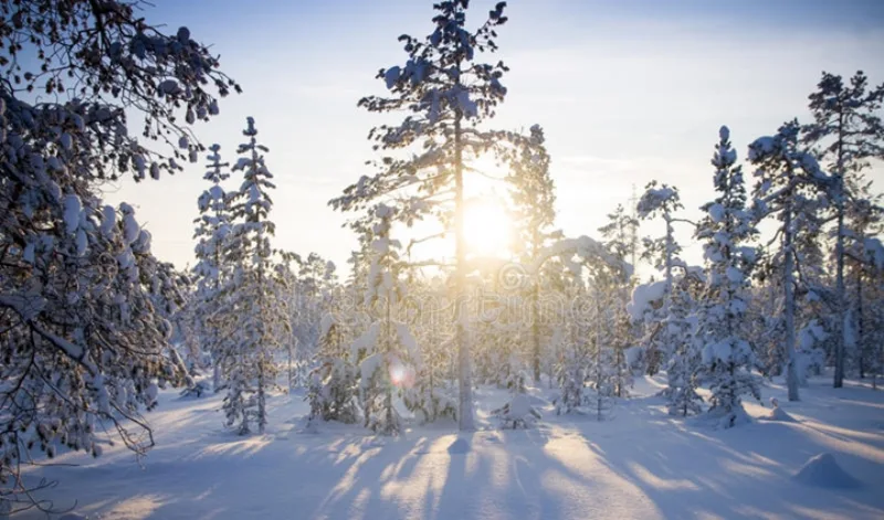 winter-forest-sunrise-soft-blue-pink-tones-hues-snowdrifts-40151709