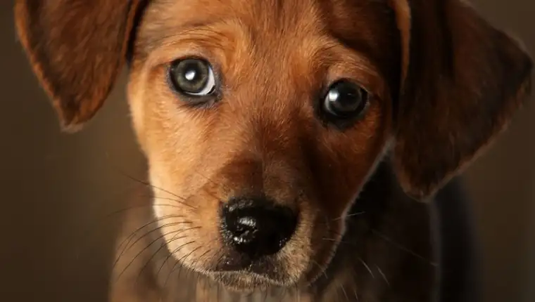 17DOGS-videoSixteenByNineJumbo1600