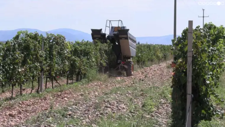 vino bih 5