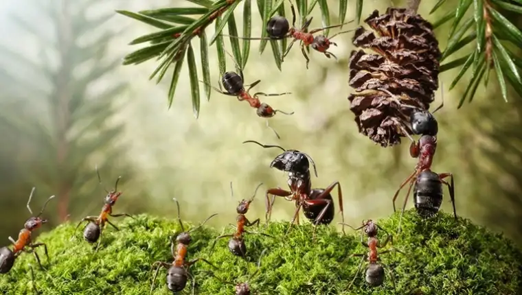 Scientists-have-tried-to-calculate-the-number-and-weight-of-all-ants-on-Earth