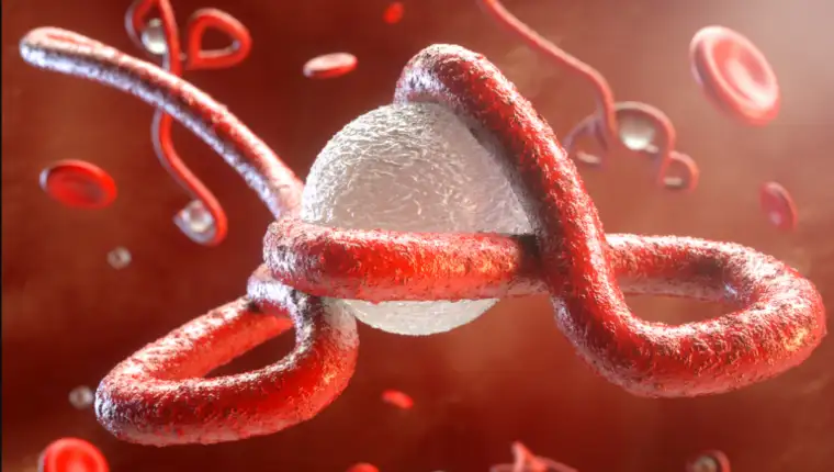 ebola virus 3