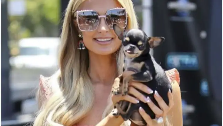 paris hilton