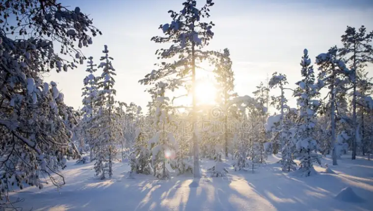 winter-forest-sunrise-soft-blue-pink-tones-hues-snowdrifts-40151709