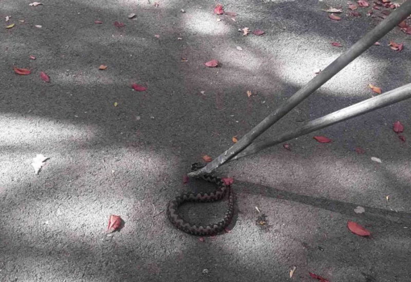 smija na malti