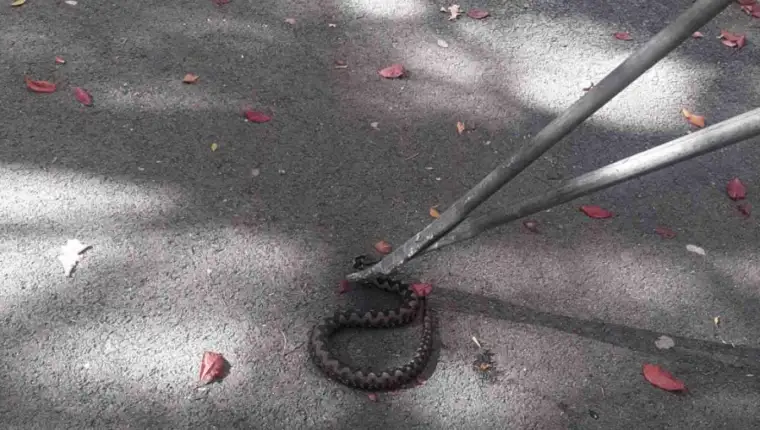 smija na malti