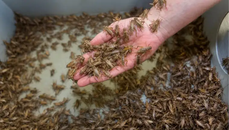 insekti