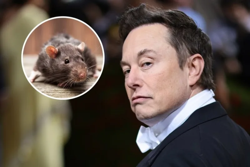 elon-musk-ratverified