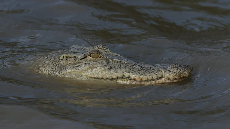 krokodil