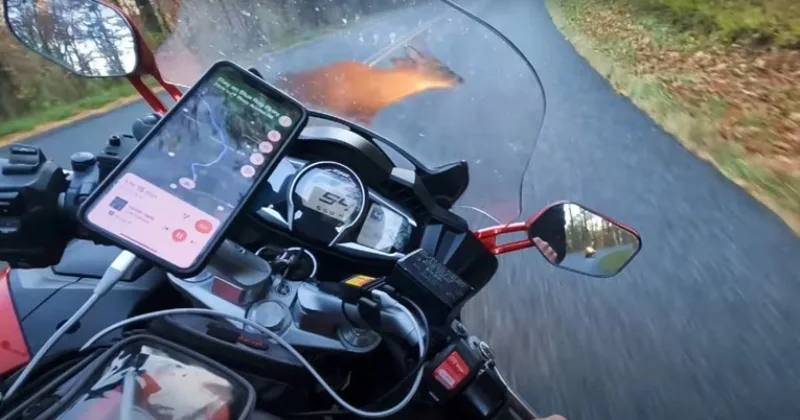 motor jelen
