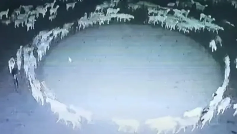 Screenshot_1