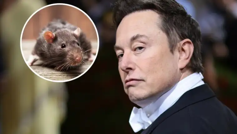 elon-musk-ratverified