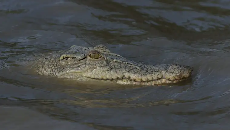 krokodil