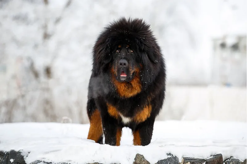 tibetanski mastif