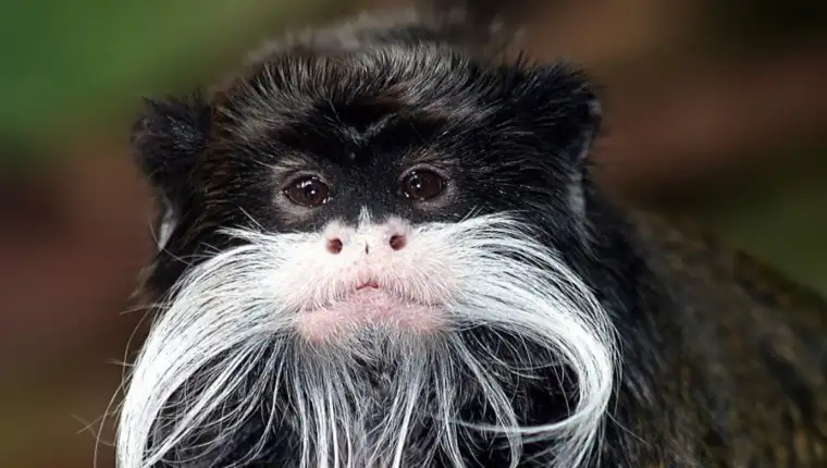 tamarin majmin 3