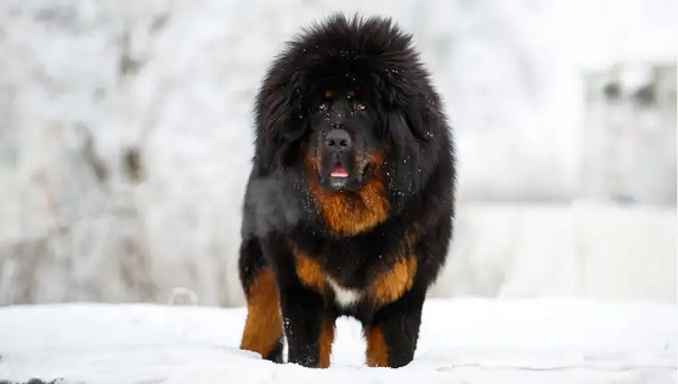 tibetanski mastif