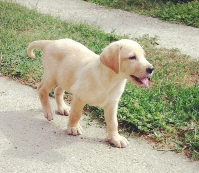 labrador1