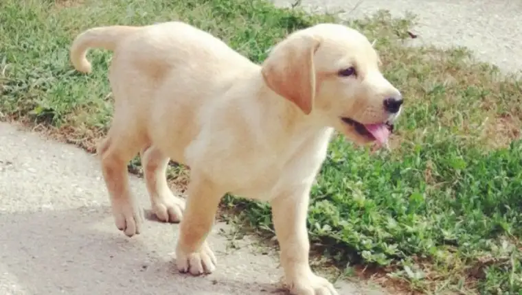 labrador1