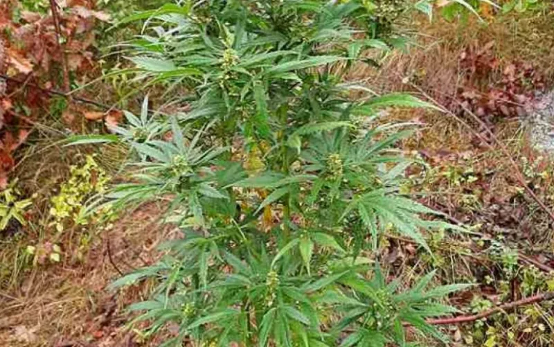 maruhuana 1