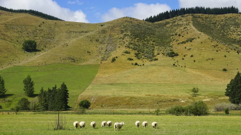 novi zelenad livade