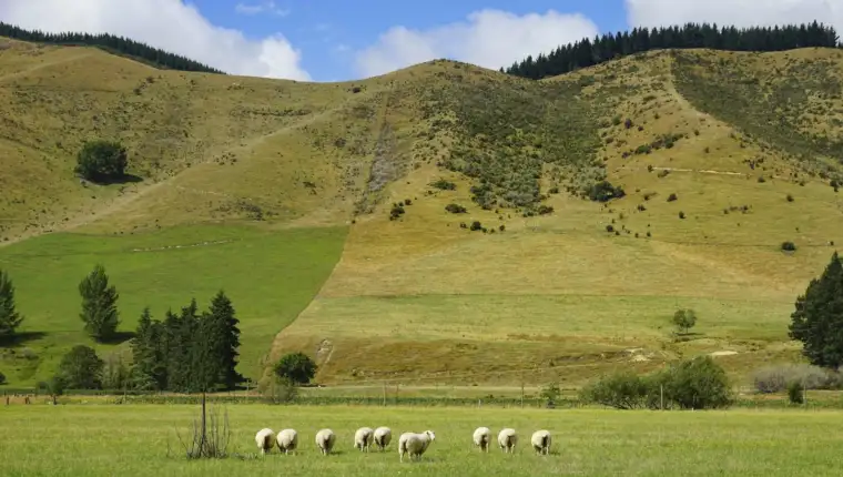 novi zelenad livade