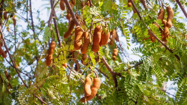 tamarind