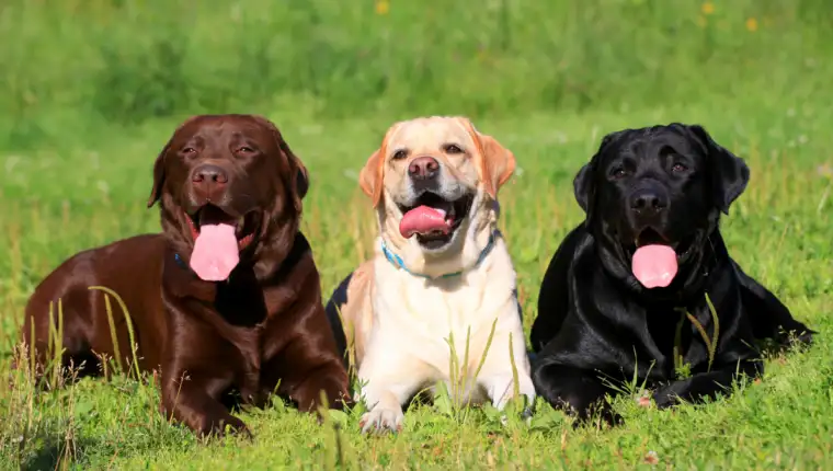 labrador