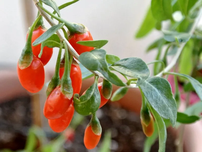 goji