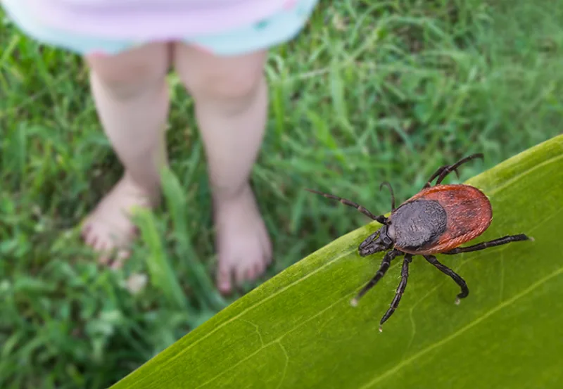 Bare,Child,Feet,And,Deer,Tick,In,Grass,Playground.,Ixodes