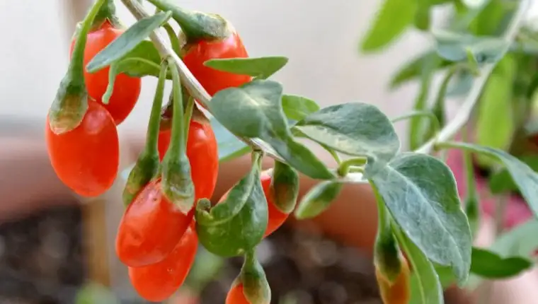 goji