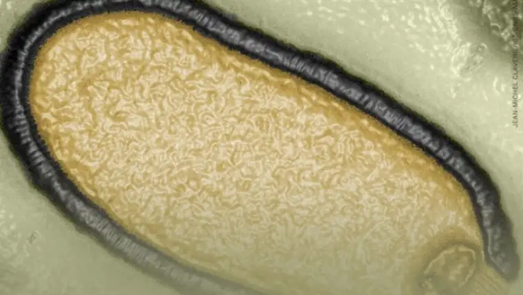 virus 2