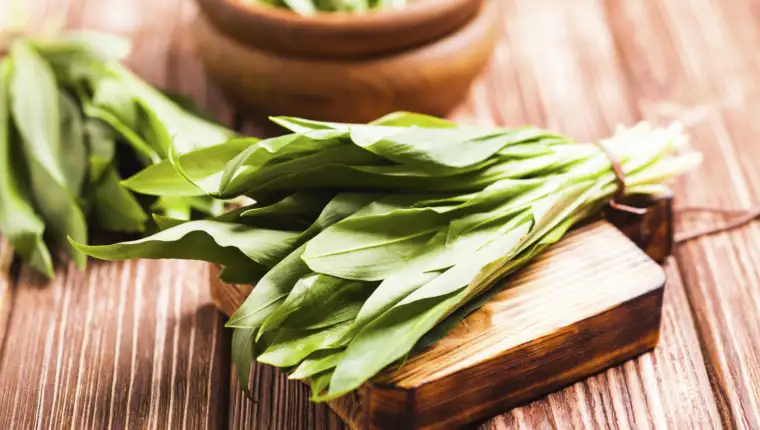 Fresh wild garlic