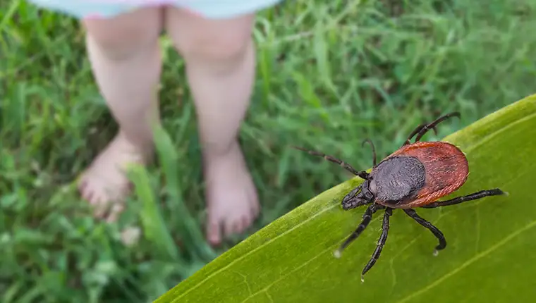 Bare,Child,Feet,And,Deer,Tick,In,Grass,Playground.,Ixodes