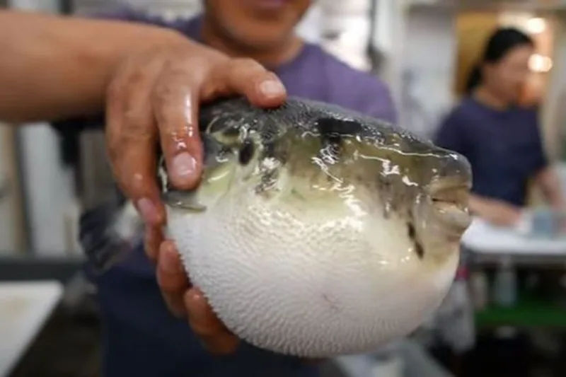fugu