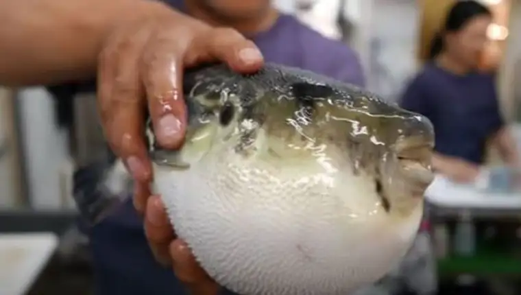 fugu