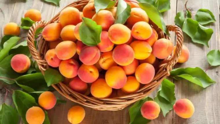 Many freshly picked ripe apricots with leaves in a basket on a wooden background