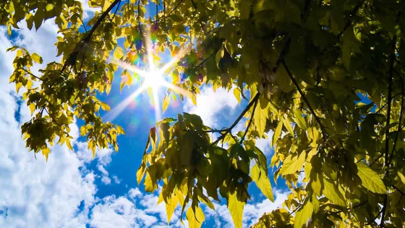 vrijeme sunce lišće