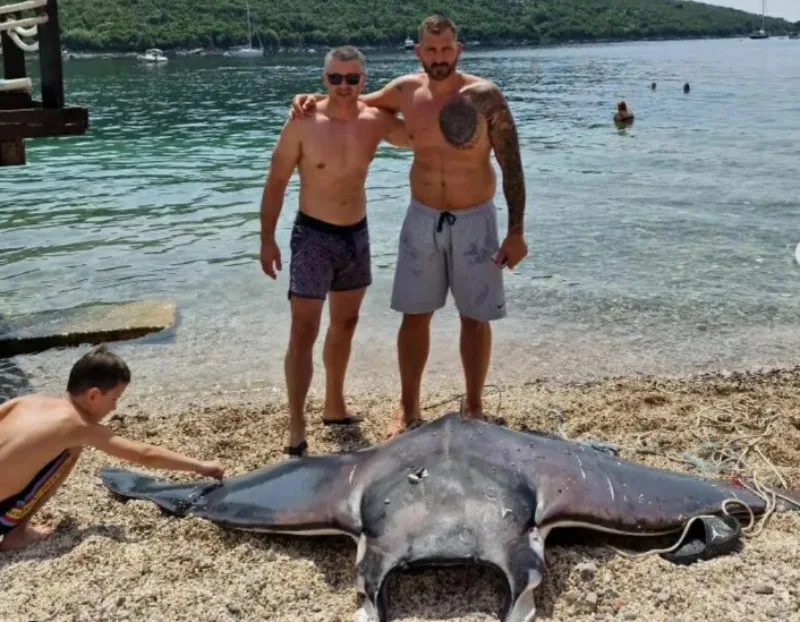 manta