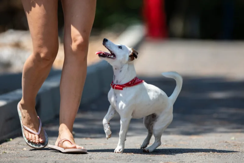 Rijeka, 23.07.2020 - Jack Russell terijer uziva u jutarnjoj setnji i igri