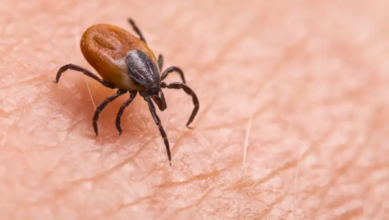 tick