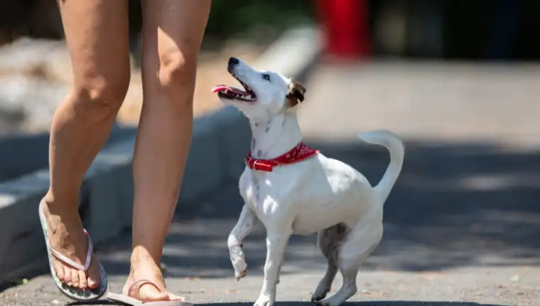 Rijeka, 23.07.2020 - Jack Russell terijer uziva u jutarnjoj setnji i igri